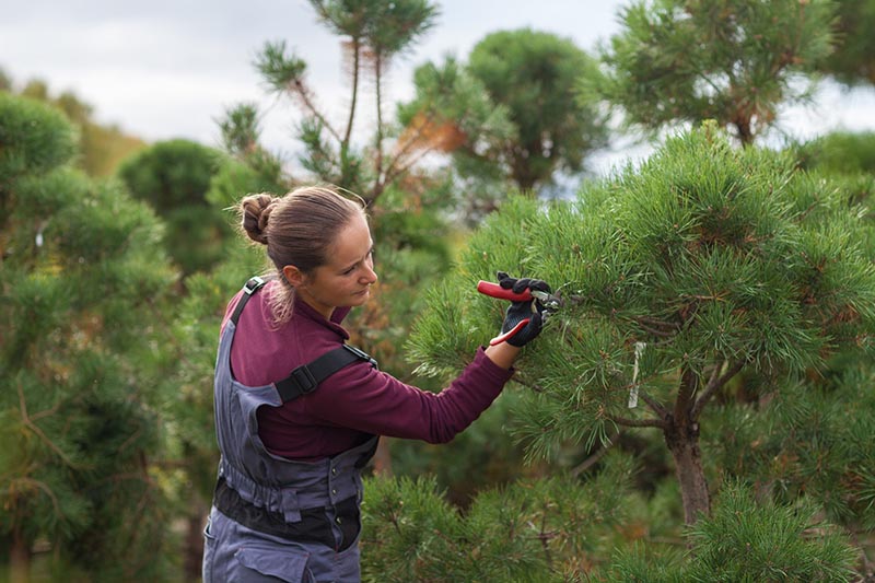 Gardener & Landscaping-website-in-Australia